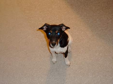 Dansk svensk gaardhund Fie <3 *DØD* :'(  - er jeg ikke fin?  billede 10