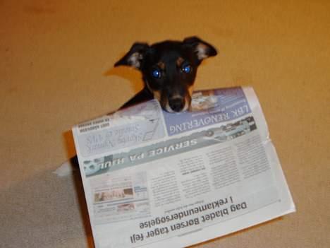 Dansk svensk gaardhund Fie <3 *DØD* :'(  - see mig.. jeg har lige hentet avisen .. <33 billede 11