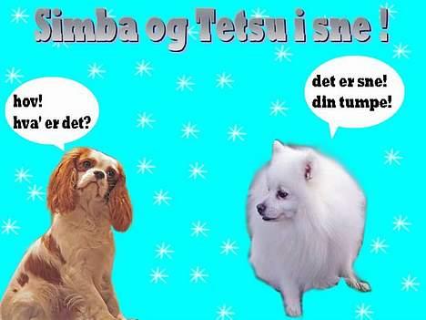 Japansk spids Tetsu - Tja billedet siger vidst sig selv :o))) billede 12