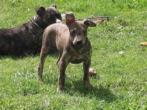 Amerikansk staffordshire terrier ¤ Nala ¤ (7Soveren) - Nala - Ca. 11 Uger! (Med mor Molly i baggrunden) billede 2