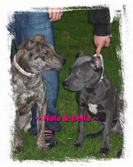 Amerikansk staffordshire terrier ¤ Nala ¤ (7Soveren) - Nala & Bella - "Træf" i Bolbro! billede 4