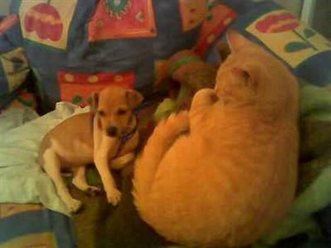 Dansk svensk gaardhund Futte - Futte og sin "bror" Oliver den samme dag han lige er kommet hjem. Bemærk Olivers størrelse ;) billede 2