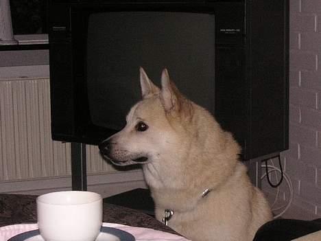 Norsk buhund Chavez (2001-2012) - "Mon ikke der bliver lidt kage til overs til mig?" billede 8