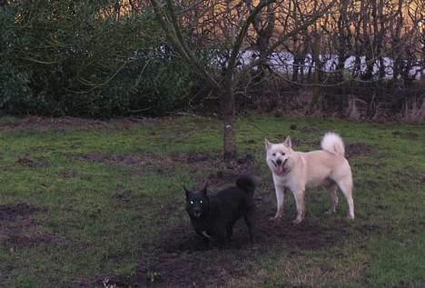 Norsk buhund Chavez (2001-2012) - "Mig og min nye søster er rigtig gode til havearbejde" billede 9