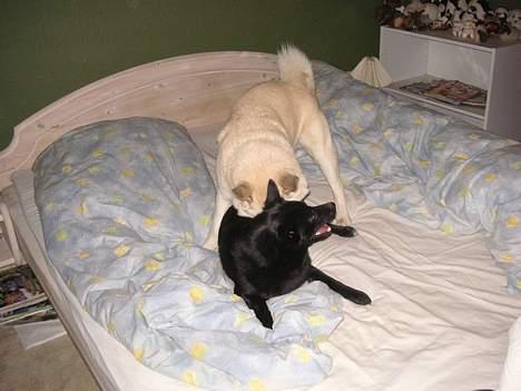 Norsk buhund Chavez (2001-2012) - "Jeg har fanget min "søster" i sengen" billede 10