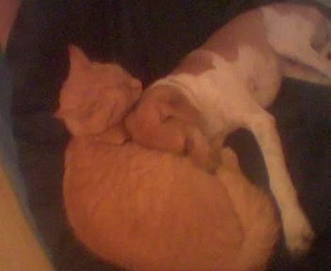 Dansk svensk gaardhund Futte - Det er så Futte , næsten 9 måneder efter han kom til verden, som ligger sammen med sin "bror" igen. Nå de er søde sammen. billede 3