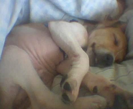 Dansk svensk gaardhund Futte - Futte da den var lille og en rigtig baby. Den ligger da sødt og sover i mors seng. billede 4