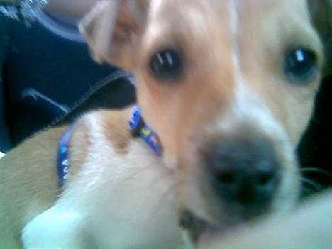 Dansk svensk gaardhund Futte - Det første billede der blev taget af Futte, lige da vi havde købt den. Han sidder rigtig med sele på. Nåh. billede 5