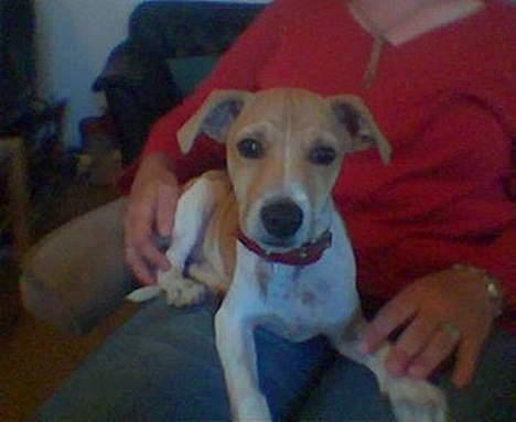 Dansk svensk gaardhund Futte - Futte som man bedst kender den. Den nyder at ligge på folks skød og være i cemtrum. billede 6