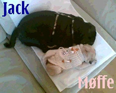 Mops Jack billede 7