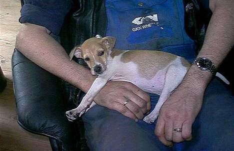 Dansk svensk gaardhund Futte - Den ligger rigtig og flader ud på skødet af sin "morfar". Der var han kun nogle måneder gammel. Lille og tyk. billede 7