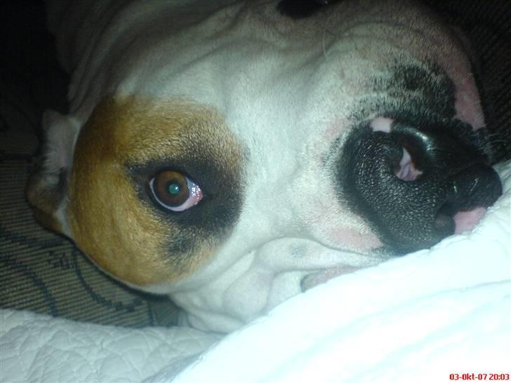 Blanding af racer Chrissie R.I.P. - eeejjjj....   kunne du ikk ha´ fundet en bedre vinkel...  heh he billede 16