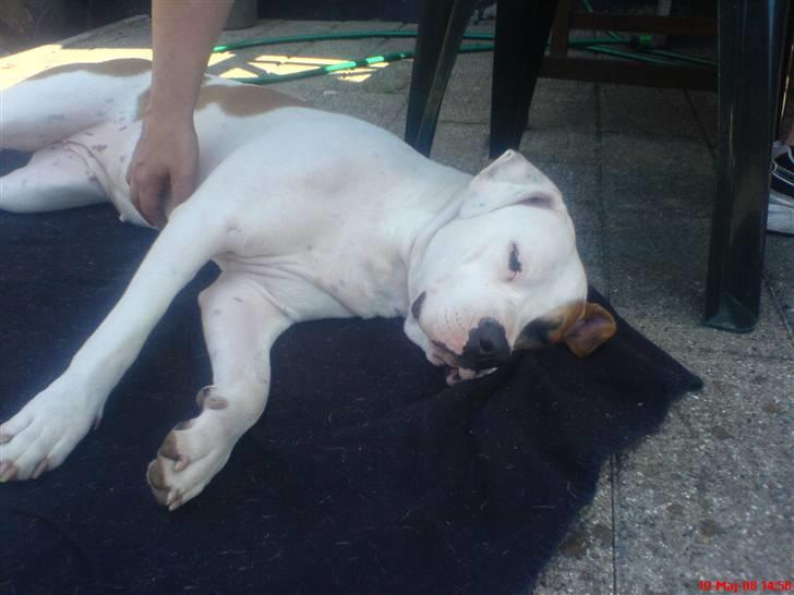 Blanding af racer Chrissie R.I.P. - dejlig varme og nussen...  så kan det ikke være bedre...  he he billede 17