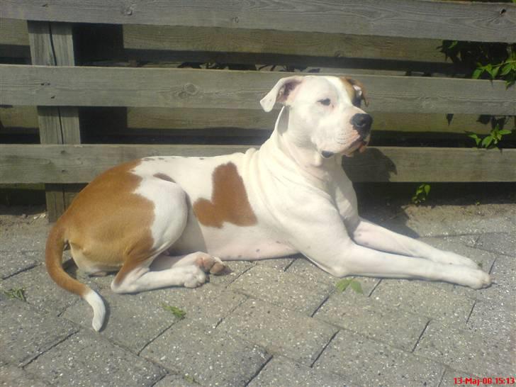 Blanding af racer Chrissie R.I.P. - slikker sol billede 18