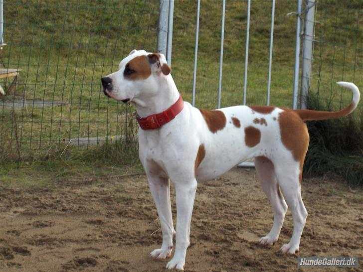 Blanding af racer Chrissie R.I.P. - smukke mig billede 19