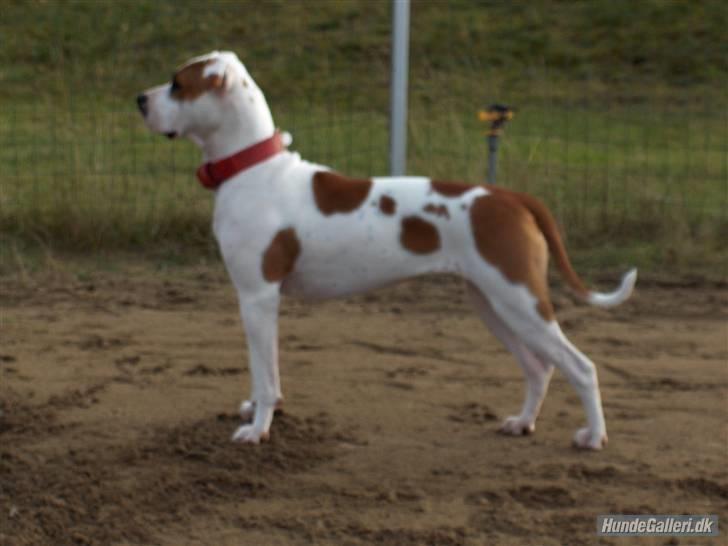 Blanding af racer Chrissie R.I.P. - lidt utydeligt, men et pragt billede, synes moar...  billede 20