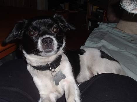 Blanding af racer Freja - Freja billede 1