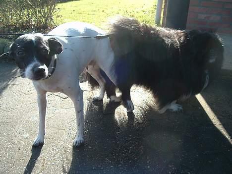 Blanding af racer Freja - Her bliver Freja lavet billede 2