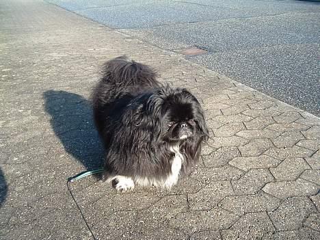 Blanding af racer Freja - Samson Freja´s far billede 3