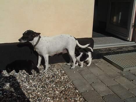 Blanding af racer Freja - Freja og hendes mor Trille og brormand billede 4