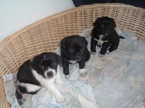 Blanding af racer Freja - Freja og hendes søskende billede 5