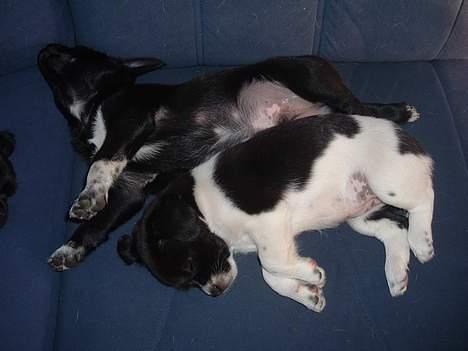 Blanding af racer Freja - En rigtig sofahund billede 6