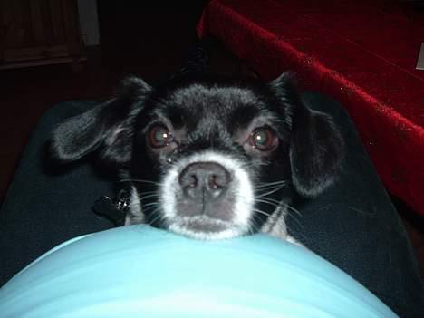 Blanding af racer Freja - dejlig med en mave man kan ligge sit hovede på billede 7