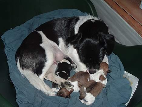 Blanding af racer Freja - Freja med sine nyfødte hvalpe d. 31 dec. billede 8