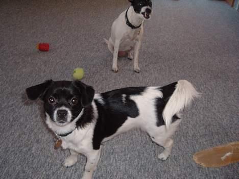 Blanding af racer Freja billede 9