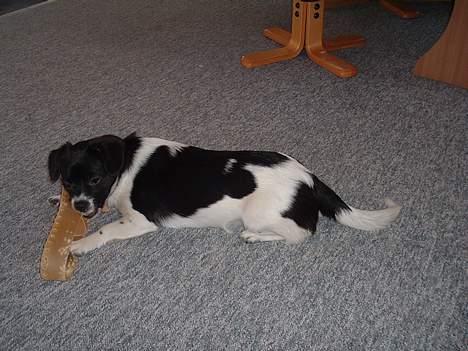 Blanding af racer Freja - godt med en tygge sko billede 10