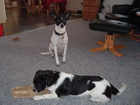 Blanding af racer Freja billede 11