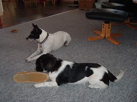 Blanding af racer Freja billede 12