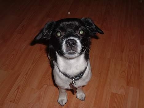 Blanding af racer Freja billede 13