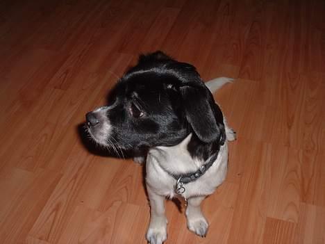 Blanding af racer Freja billede 14