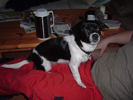 Blanding af racer Freja billede 15