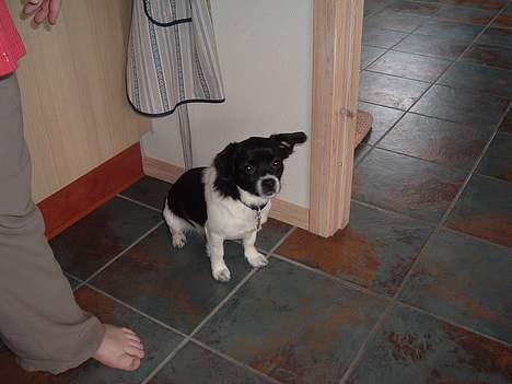 Blanding af racer Freja billede 16