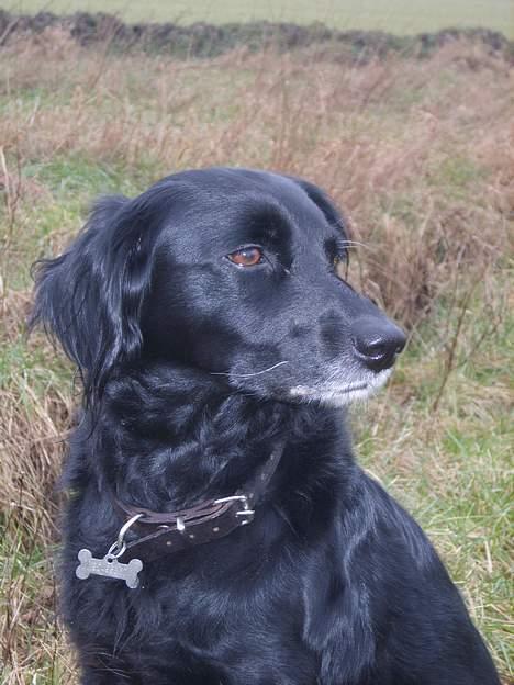 Blanding af racer Trille billede 1