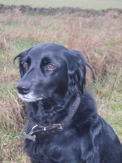 Blanding af racer Trille billede 2