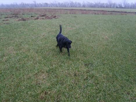 Blanding af racer Trille billede 3