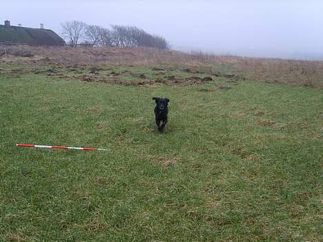 Blanding af racer Trille billede 4