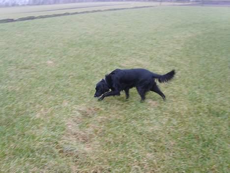 Blanding af racer Trille billede 5