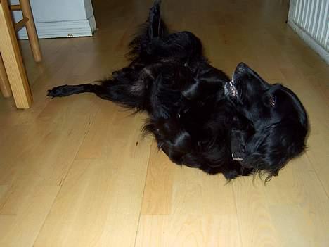 Blanding af racer Trille billede 6