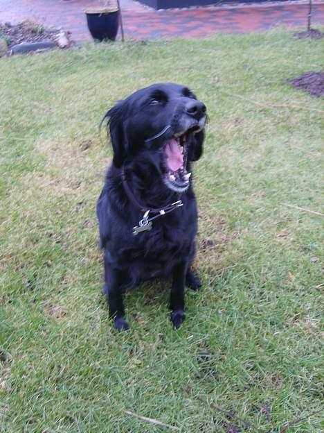 Blanding af racer Trille billede 7