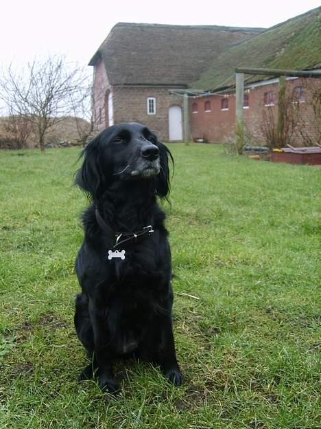 Blanding af racer Trille billede 8