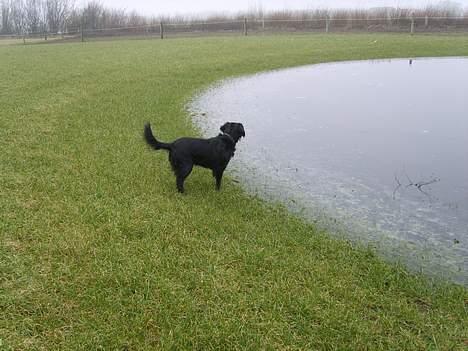 Blanding af racer Trille billede 9