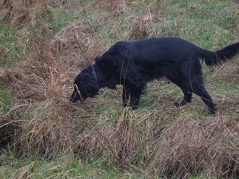 Blanding af racer Trille billede 10