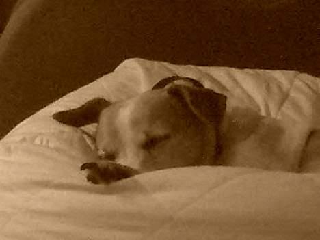 Dansk svensk gaardhund Milla AFLIVET. D. 25-09 - Får lige en lille lur billede 1