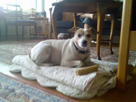 Dansk svensk gaardhund Milla AFLIVET. D. 25-09 - nede ved mormor  billede 2