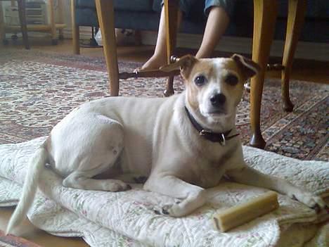 Dansk svensk gaardhund Milla AFLIVET. D. 25-09 - ved mormor billede 3