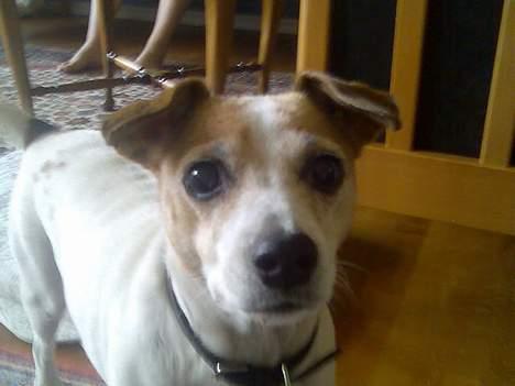 Dansk svensk gaardhund Milla AFLIVET. D. 25-09 - ved mormor billede 4